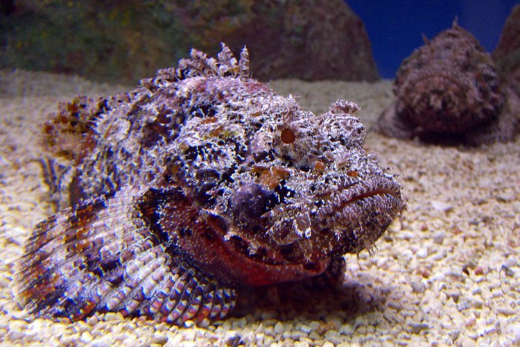 the-stonefish-5 What Makes the Stonefish So Dangerous?