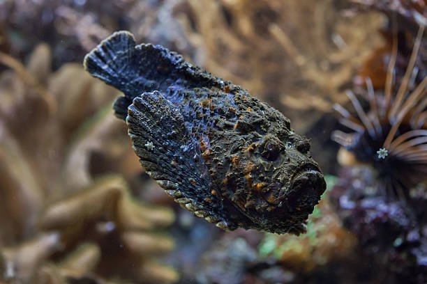 the-stonefish-6 What Makes the Stonefish So Dangerous?