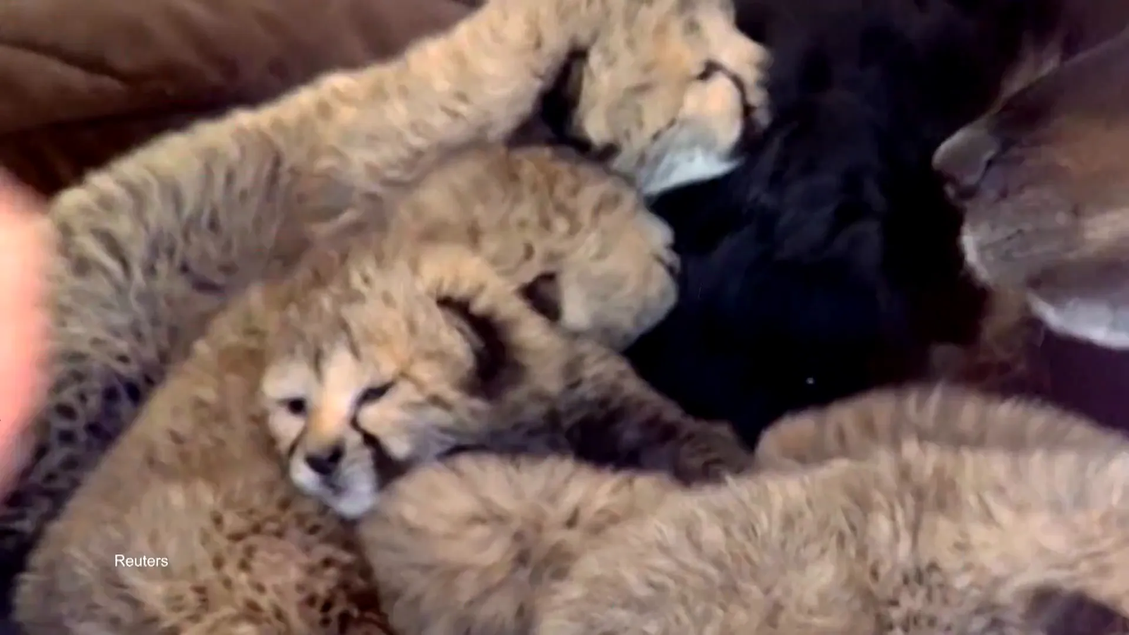 Blakeley the Australian shepherd with cheetah cubs