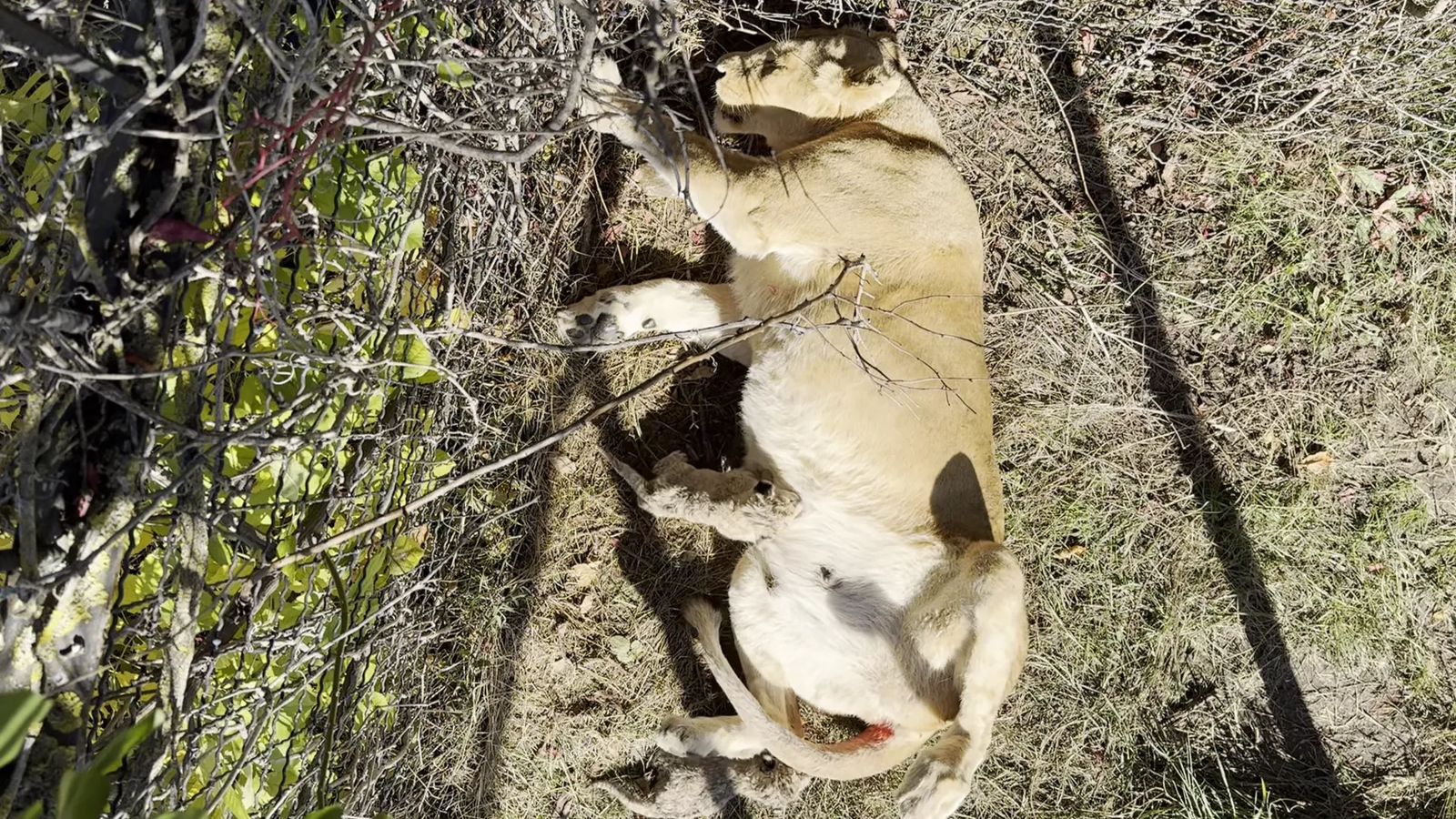 Lion cubs just hours old in Taigan Park