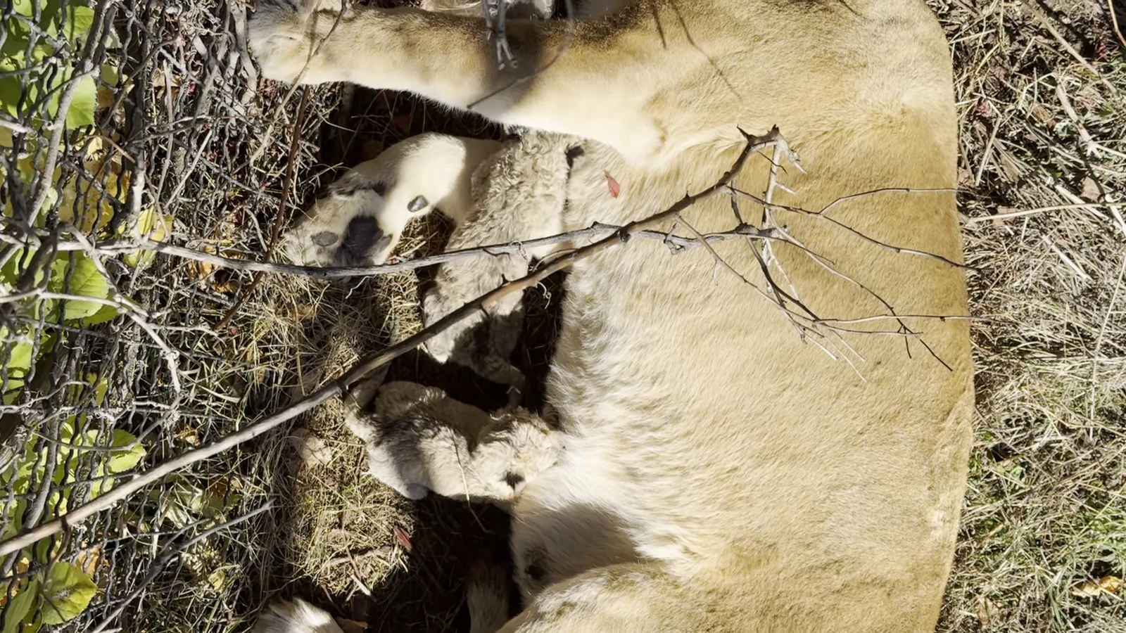 Newborn lion cubs exploring their surroundings