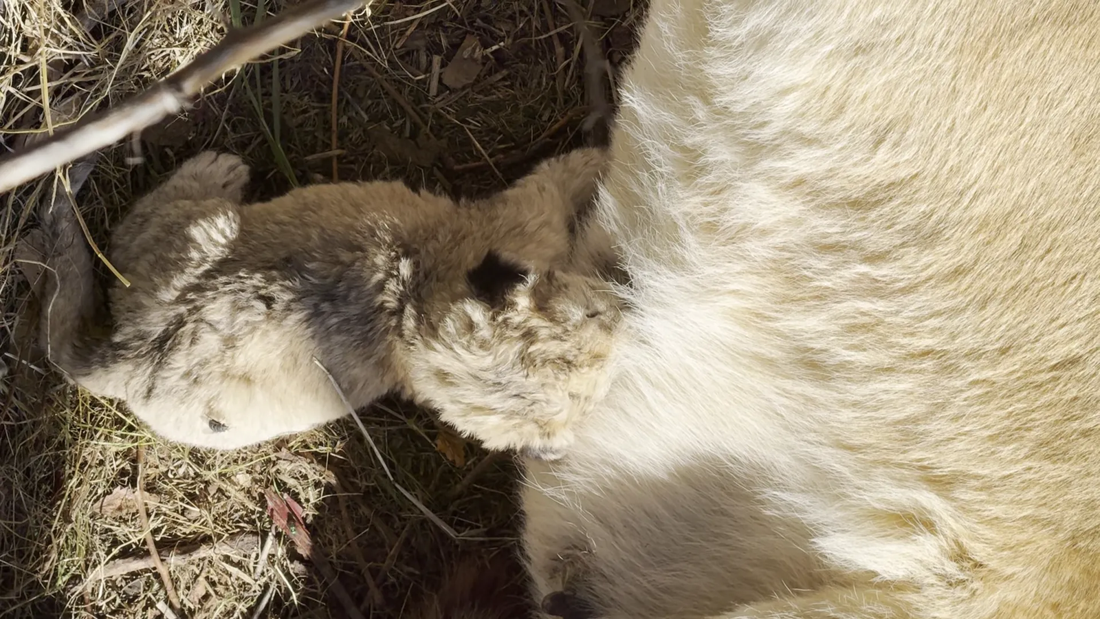 Remembrance of Lyalya at Taigan Park