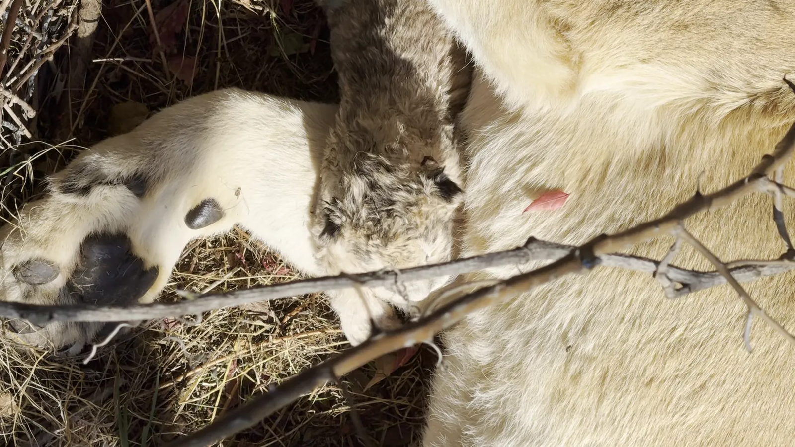 Lion cubs instinctively seeking their mother's milk