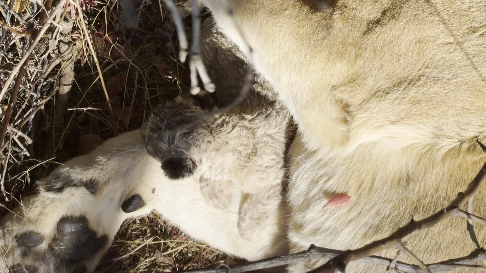 Visitors observing wildlife at Taigan Park
