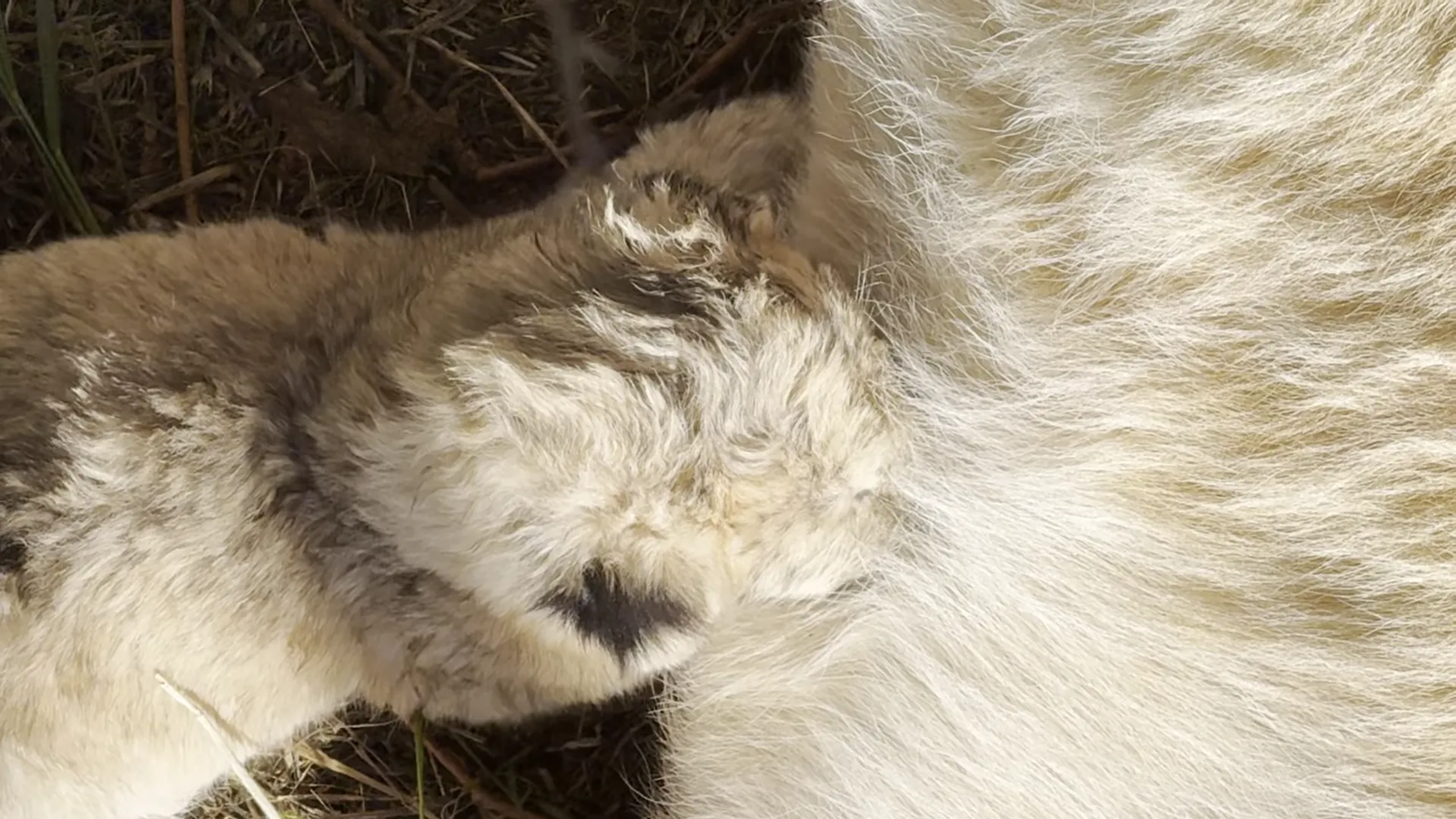 Lion cubs resting peacefully