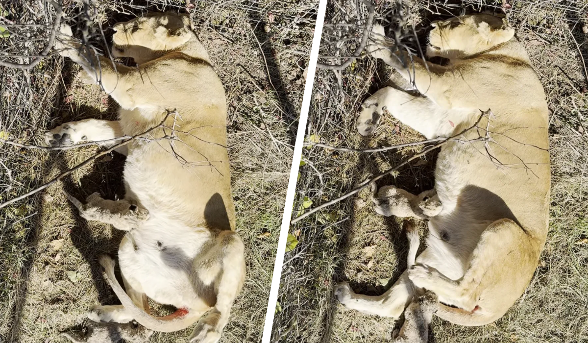 lion-cubs-thumb.png