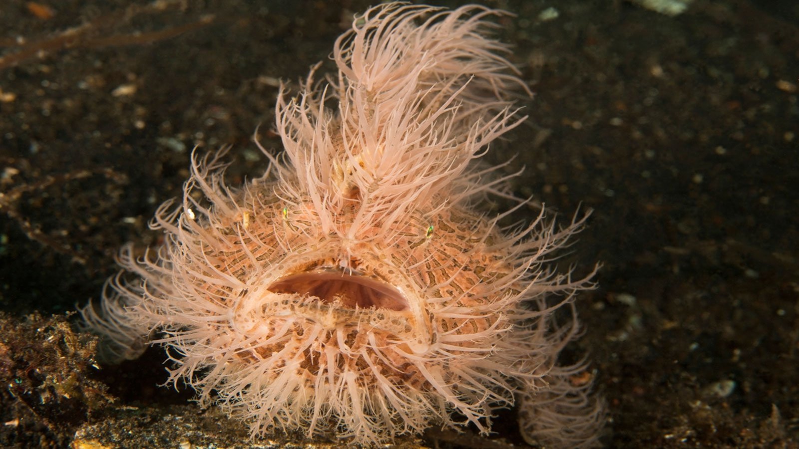 blue-hairy-frogfish-1 The blue hairy frogfish, scientifically known as Antennarius striatus