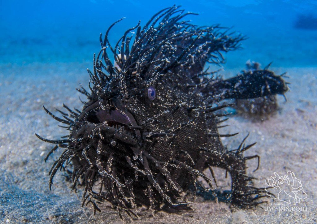 blue-hairy-frogfish-2 The blue hairy frogfish, scientifically known as Antennarius striatus
