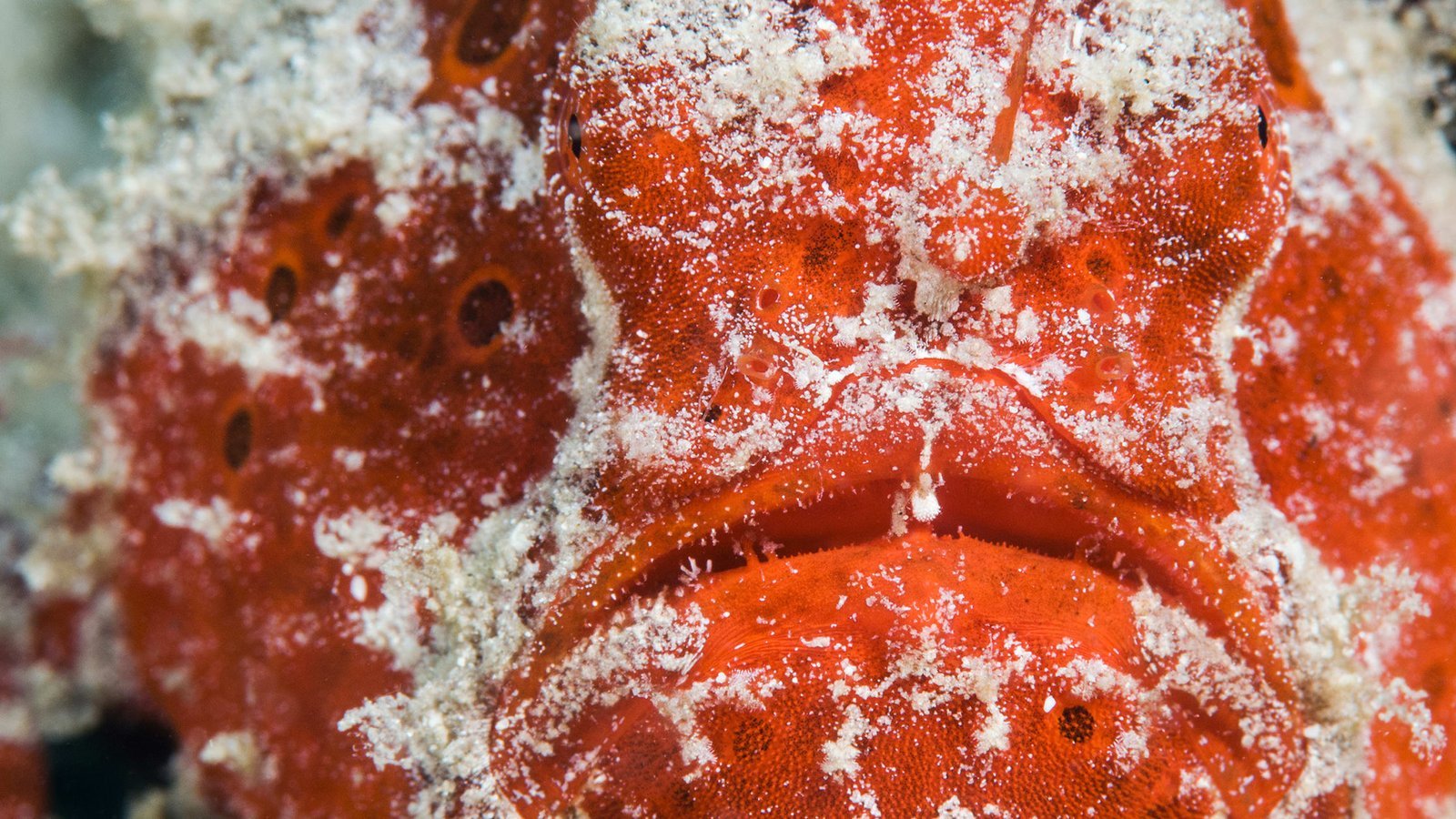 blue-hairy-frogfish-3 The blue hairy frogfish, scientifically known as Antennarius striatus