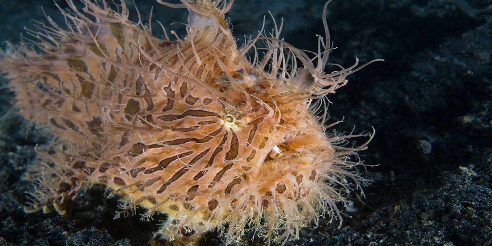 blue-hairy-frogfish-5 The blue hairy frogfish, scientifically known as Antennarius striatus