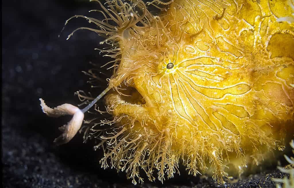 blue-hairy-frogfish-6 The blue hairy frogfish, scientifically known as Antennarius striatus