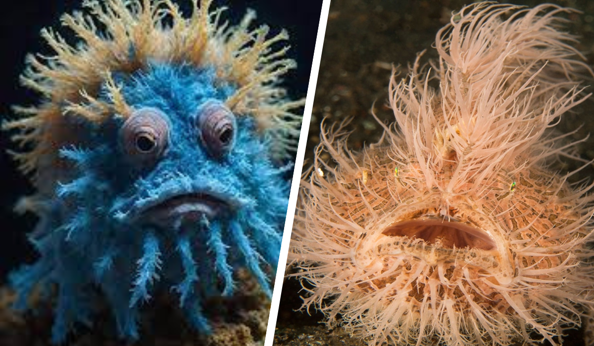 blue-hairy-frogfish-thumb.png