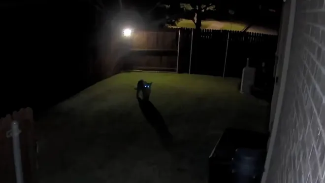 mountain lions frisco