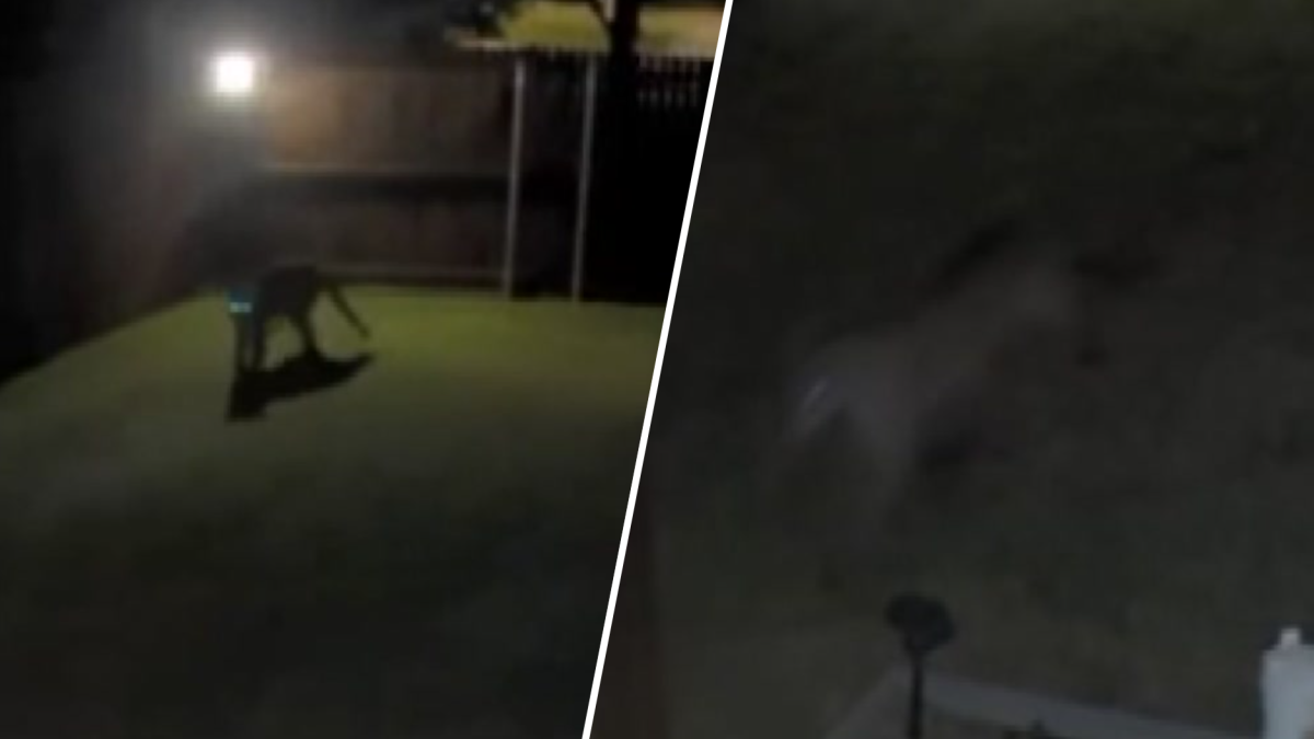 mountain lions frisco